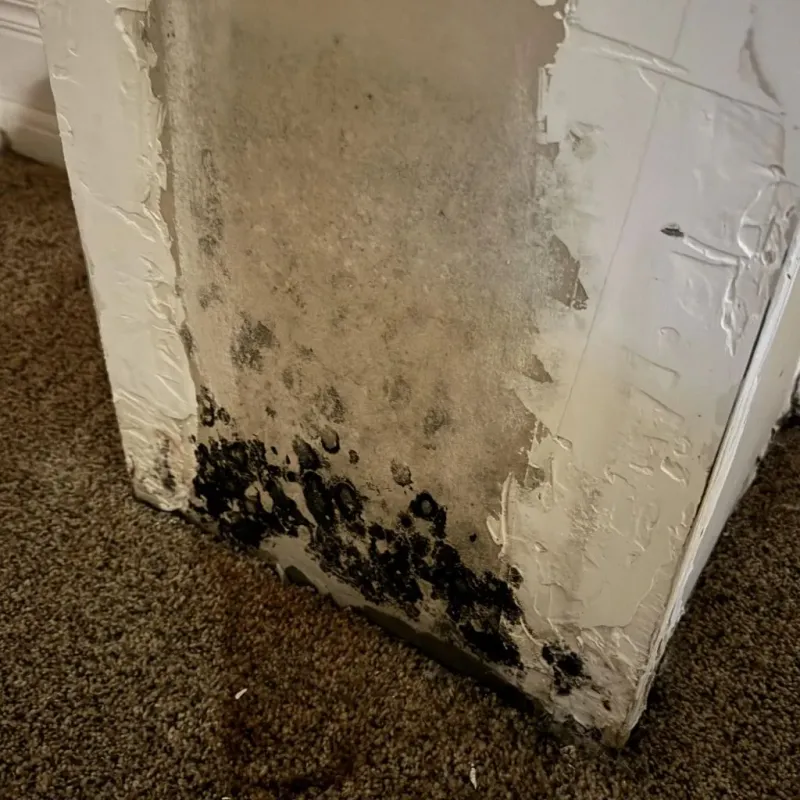 Professional Mold Removal in Fayetteville, TN
